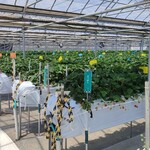 軽井沢ガーデンファームいちご園 - 