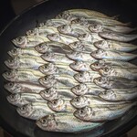 温石 - きたこれ!!大好きな豆鯵 <゜)))彡　小さいくせに不敵な面構えの面々。