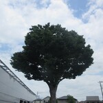 すし博 - おまけ写真、初富駅近くの大木