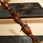 くろ﨑 - 蛍烏賊串