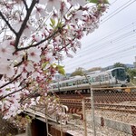 Kaku China Keinkanto - 桜とJR *⁎ .｡❀ *