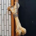 一条流がんこ総本家分家四谷荒木町 - 