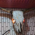 一条流がんこ総本家分家四谷荒木町 - 