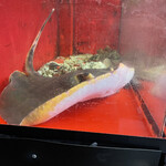 A e B - アカエイ