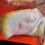 A e B - アカエイ