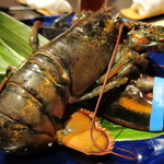 舞桜 - 生きているオマール海老君