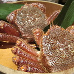 舞桜 - ４人で２杯の毛蟹～！