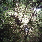 焼鳥いなかもん - 外に出ればすっかり真っ暗。さぁ２次会に行くぜ！