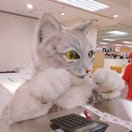 坂の上の猫プリン - 