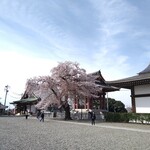 麺家 彩華 - 本門寺は桜が似合う。
