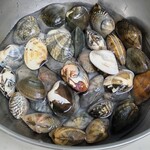 白子漁港直売所 魚魚鈴 - 家に帰って砂抜きです。