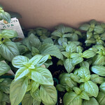 オーノ ボーノ - 