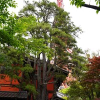 東京 芝 とうふ屋うかい - 