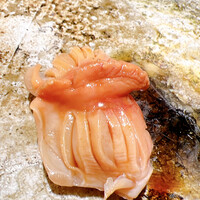 寿司 藤やま - 