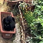 中華そば志のぶ支店 - お店のマスコットネコちゃん