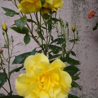 CODA ROSSA - 薔薇の 季節です 