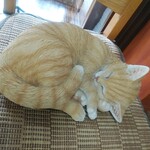 테우치 소바 시나노야 키치베에 - 간판 고양이(실제는 아님)