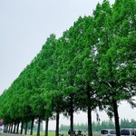 讃岐うどん 條辺 - 