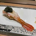 神田 鮨 近松 - ボタンエビ