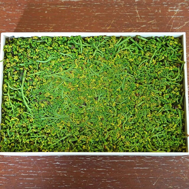 Azabu Yukimura photo 4