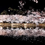 鮨 うえはら - 水面に映る桜の美しいこと！！どちらが本物でどちらが水面かわからない位です*\(^o^)/*