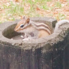 チミケップホテル - 餌場でひまわりの種を食べるリス