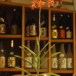 小石川 かとう - 本日のお花、雛セット付