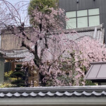 鮨旬美西川 - 名古屋駅からお店に向かう途中のお寺の見事な枝垂れ桜