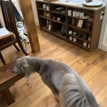 Patisserie Kuronekoken - Two wandering pets