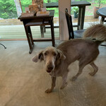 Patisserie Kuronekoken - Weimaraner