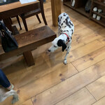 Patisserie Kuronekoken - Dalmatian