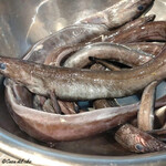 カーサ・デル・チーボ - 八戸産の沖鱧