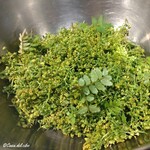 カーサ・デル・チーボ - 花山椒と木の芽