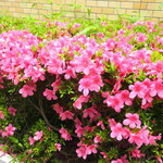 ラーメン二郎 - 近くで咲くツツジ