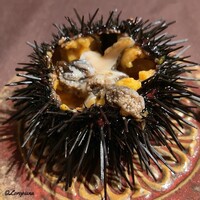 お料理 七草 - 追い海胆の下には蝦夷鮑が