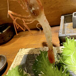 旬酔基じ - ボタン海老♬