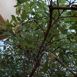 小笠原伯爵邸 - 