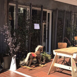 サルメリアロッキュー - 