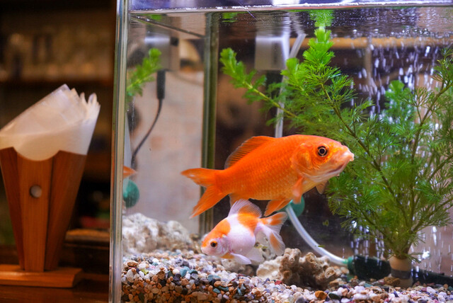 花龍（かりん） - 花巻（日本料理）の写真