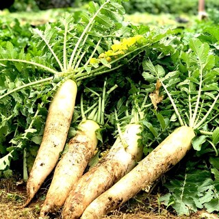 Shiroganeya is very particular about the ingredients, and the grated daikon radish is delivered directly from their own farm.