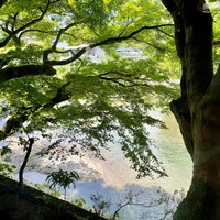 山ばな平八茶屋 - 青もみじと高野川