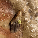 すし処 みや古分店 - 