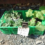 濃厚鶏白湯タンメン まつ井 - 苗買いました