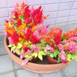 一寛 - 店頭のかわいいケイトウ