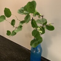 妙見石原荘 食菜石蔵 - 山帰来なのかサルトリイバラなのか女性と論争。結果どっちでも良い笑