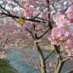 ロカンタ - 河津桜祭り３/１７まで