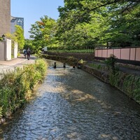 鞍馬口 寿星 - 