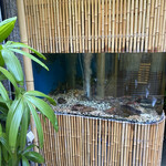 小笠原 - 水槽の虎魚達