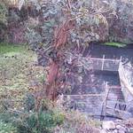 池内うどん店 - 横の池