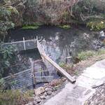 池内うどん店 - デッカイ鯉